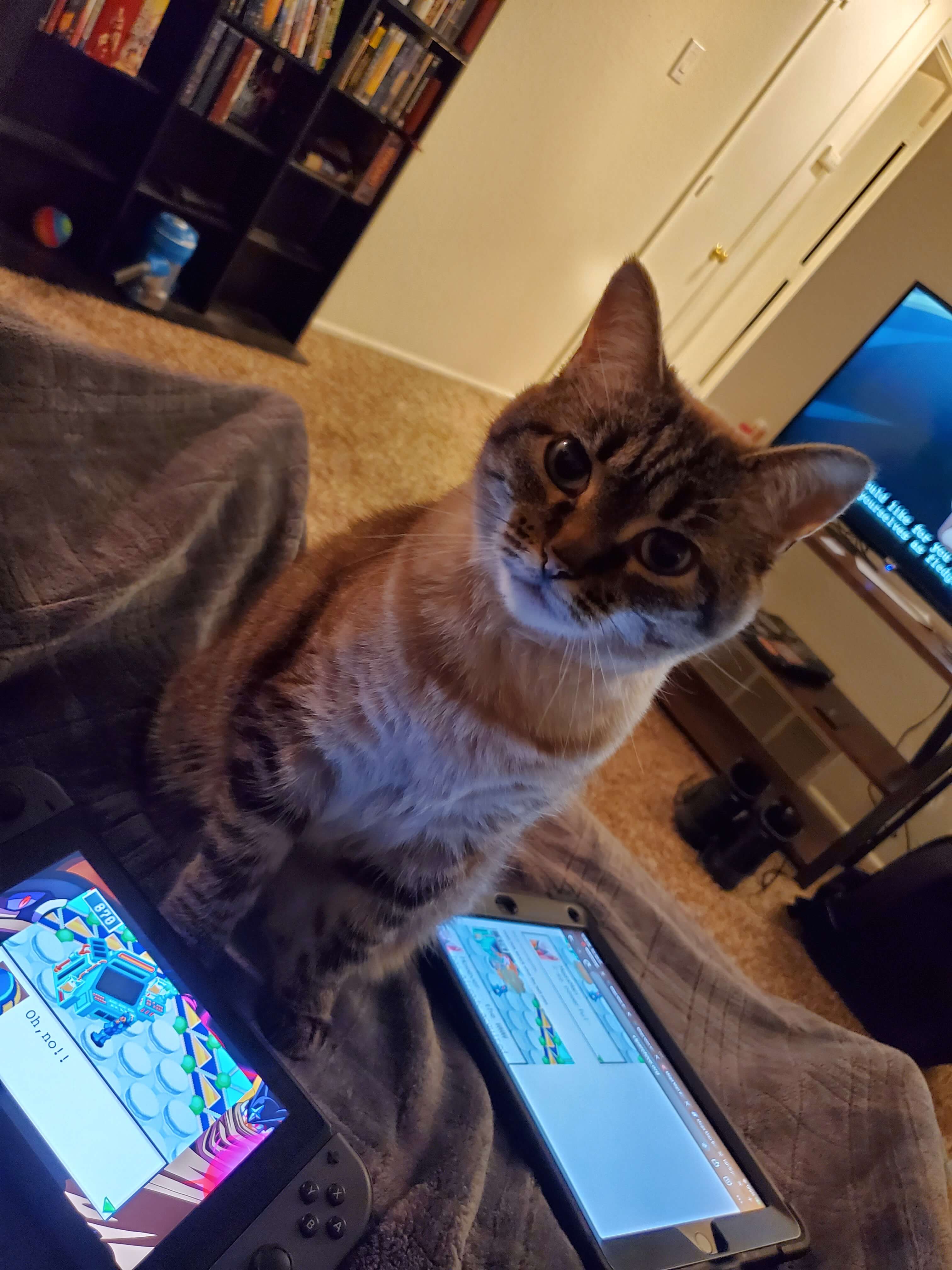 You're really going to play video games instead of pet me?